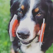 morgens halb 7 in deutschland was man da halt so macht gutenmorgen fruhsport berner berneroftheday bernerofinstagra fruhsport hunde trainingstagebuch