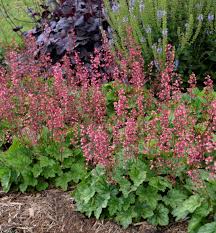 We did not find results for: A Nearly Everblooming Variety With Light Pink Blooms On Tall Stalks That Age To Deep Rose The Flower Heuchera Shade Loving Perennials Long Blooming Perennials