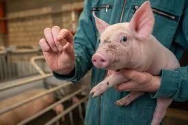 flm.topagrar.com- captivating imagery