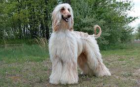 Maybe you would like to learn more about one of these? Afghan Hound Breed Information