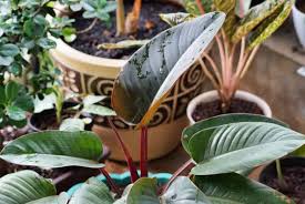 A summarized guide about philodendron serpens the famous low maintenance indoor plant with big beautiful green leaves and unique outlook.great air purifiers. Philodendron Rojo Congo Fail Proof Care Guide