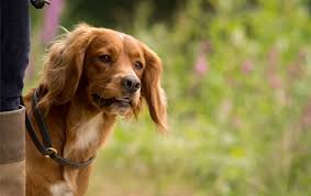 Some of the best pet photography goes beyond cute and looks into the soul of an animal. How To Become A Pet Photographer Dog Photographer Rebecca
