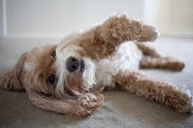 Cockapoo Breed Overview Lovetoknow