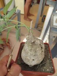 Image result for Adenia stenodactyla
