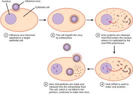Pin On Viruses