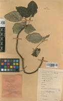 Image result for Flabellaria paniculata