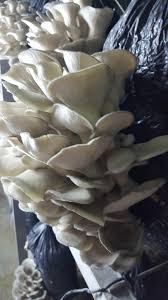 İşte mukormikoz olarak da bilinen kara mantar hastalığına ilişkin bilgiler. Istiridye Mantari Home Facebook