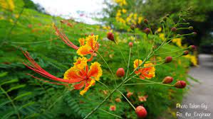 Flowers in the philippines with names and pictures. Beautiful Flower Dont Know The Name Found At Amorita Resort In Bohol Philippines 2424x1364p Oc Beautiful Flowers Plant Fungus Botanical