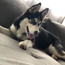 Luna The Husky Home Facebook