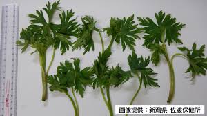 トリカブト 食べる