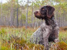 The neck is long, and the body is strong, sleek and graceful. German Wirehaired Pointer Full Profile History And Care