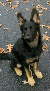 Another Black Tan Or Bicolor Thread German Shepherd Dog Forums Shepherd Puppies German Shepherd Puppies German Shepherd Dogs
