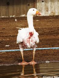 Urge Z Gallerie To Ditch Down Bedding And Pillows Animal Abuse Animal Agriculture Animals