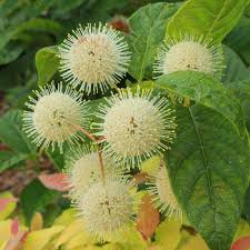 Image result for Cephalanthus