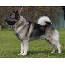 Image result for norwegian elkhound grey