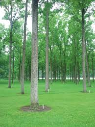 Or maybe just to eat. Indiana Woodland Steward Utilization Of American Black Walnut Plantation Th