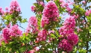 Crape Myrtles