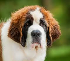 Learn how to potty train a puppy in 6 days for free. St Bernard Breed Facts And Information Petcoach