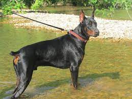 All of these experiences shape the puppies' personalities. Doberman Puppies For Sale Doberman Puppies For Sale Puppies Doberman Puppy
