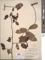 Image result for Monodora grandidieri