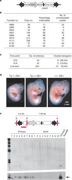 Get upcoming movies release date, celebrity videos, photos, television news at indianexpress.com Mammalian Mutagenesis Using A Highly Mobile Somatic Sleeping Beauty Transposon System Nature