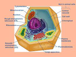 Drag the labels on the left onto the diagram of the animal cell to correctly identify the function performed by each cellular structure. Ch 4 A Tour Of The Cell The Cell Is The Basic Unit Of Structure And Function In The Body Prokaryote V Eukaryote Are Smaller Than Eukaryotic Cells Lack Ppt Download