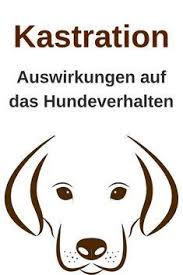 Hund Kastrieren Lassen Einfluss Der Kastration Auf Das Hundeverhalten Hundeverhalten Hunde Hunde Korpersprache