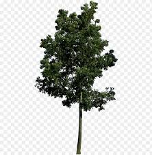 Get free tree icons in ios, material, windows and other design styles for web, mobile, and graphic design projects. If You Use This File Credit And Link Me Please Link Tree Png Image With Transparent Background Toppng