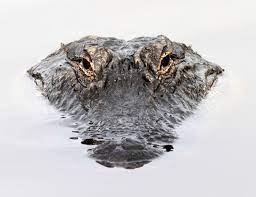 Pdf and pdo download (feel free to make your own!) Water Drawing Water Art Alligator