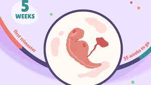 5 Weeks Pregnant Baby Development Symptoms And More
