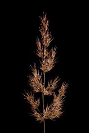 Image result for Agrostis epigejos