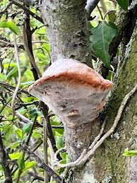 Image result for Phellinus pomaceus