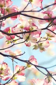 There are almost 4000 plants indigenous to the great state of north carolina.the beauty of using these north carolina native plants for landscaping at your mountain home is they are familiar with the climate and the distinct seasons western north carolina offers. Up In The Dogwood Tree Dogwood Trees Flowering Trees Dogwood