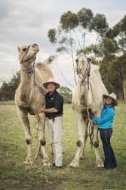 Paul maker / university of california, riverside). Camel Equipment Camel Spider Harness Camel Connection