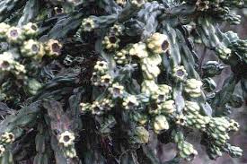 Image result for Kotschya imbricata