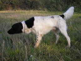 Image result for Velký münsterlandský ohař