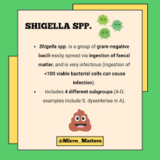 Image result for Shigella