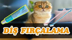 Kedi Disi Nasil Fircalanir Kedi Kopek Dis