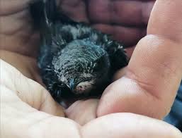 We did not find results for: Mia Mikrh Kentro Prostasias Peri8alpshs Agrias Zwhs Facebook