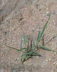 Image result for Eragrostis exasperata