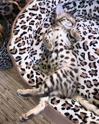 The Bengal Cat Personality And Temperament In 2021 Cat Personalities Bengal Cat Bengal Cat Personality