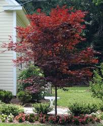 Emperor1 Japanese Maple A Must Have In Your Landscape Japanese Maple Tree Maple Tree Seeds Bloodgood Japanese Maple