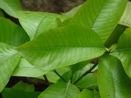 Image result for Gardenia resinifera