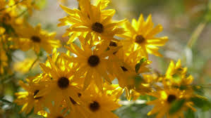 秋の花菜ガーデンと富士山と夕焼け｜🍀GreenSnap（グリーンスナップ）