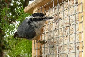what birds eat suet and how to attract them
