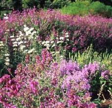 Image result for Syncolostemon sp. nov. aff. teucriifolius