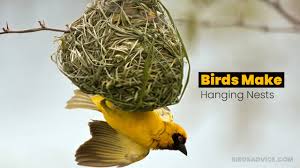 Check spelling or type a new query. 10 Birds That Make Hanging Nests Pendulous Nest Birds