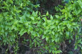 Image result for Asparagus asparagoides