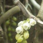 Image result for Rhipidoglossum kamerunense