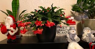 If the christmas cactus does not bloom, transplant it in late winter. How To Care For A Christmas Cactus Life S Dirty Clean Easy